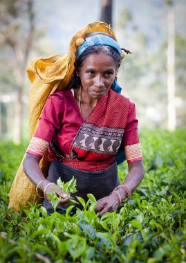 Maskeliya, Sri Lanka - 4 Ocak: kadın çay seçici çay plantasyon içinde Maskeliya, 4 Ocak 2015 '. Doğrudan ve dolaylı olarak, bir milyonu aşkın Sri Lankalı çay sektöründe istihdam edilmektedir.