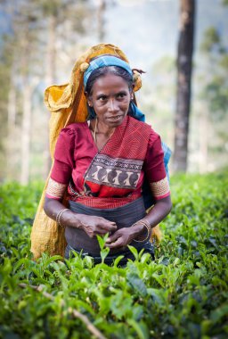 Maskeliya, Sri Lanka - 4 Ocak: kadın çay seçici çay plantasyon içinde Maskeliya, 4 Ocak 2015 '. Doğrudan ve dolaylı olarak, bir milyonu aşkın Sri Lankalı çay sektöründe istihdam edilmektedir.