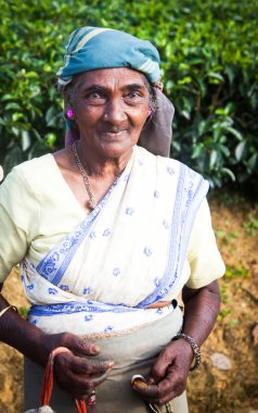 Maskeliya, Sri Lanka - 4 Ocak: kadın çay seçici çay plantasyon içinde Maskeliya, 4 Ocak 2015 '. Doğrudan ve dolaylı olarak, bir milyonu aşkın Sri Lankalı çay sektöründe istihdam edilmektedir.