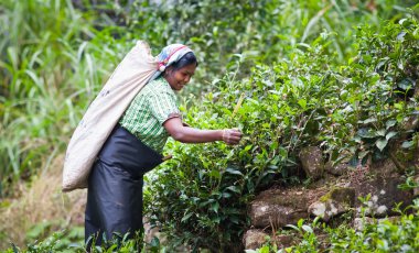 Maskeliya, Sri Lanka - 4 Ocak: kadın çay seçici çay plantasyon içinde Maskeliya, 4 Ocak 2015 '. Doğrudan ve dolaylı olarak, bir milyonu aşkın Sri Lankalı çay sektöründe istihdam edilmektedir.