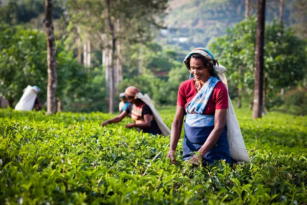 MASKELIYA, SRI LANKA - 4 GENNAIO: raccoglitrice di tè femminile nella piantagione di tè a Maskeliya, 4 gennaio 2015. Direttamente e indirettamente, oltre un milione di srilankesi sono impiegati nell'industria del tè . — Foto Stock