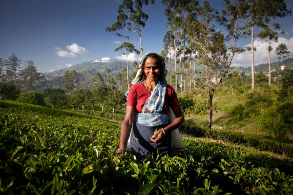 MASKELIYA, SRI LANKA - 4 GENNAIO: raccoglitrice di tè femminile nella piantagione di tè a Maskeliya, 4 gennaio 2015. Direttamente e indirettamente, oltre un milione di srilankesi sono impiegati nell'industria del tè . — Foto Stock