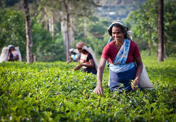 MASKELIYA, SRI LANKA - 4 GENNAIO: raccoglitrice di tè femminile nella piantagione di tè a Maskeliya, 4 gennaio 2015. Direttamente e indirettamente, oltre un milione di srilankesi sono impiegati nell'industria del tè . — Foto Stock