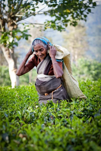 MASKELIYA, SRI LANKA - 4 GENNAIO: raccoglitrice di tè femminile nella piantagione di tè a Maskeliya, 4 gennaio 2015. Direttamente e indirettamente, oltre un milione di srilankesi sono impiegati nell'industria del tè . — Foto Stock