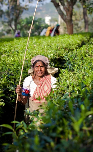 Maskeliya, Sri Lanka - január 4: női tea picker tea ültetvény Maskeliya, január 4-én, 2015-ben. Közvetlenül és közvetve több mint egymillió Sri Lankai foglalkoztatnak a tea ipar. — Stock Fotó