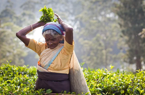 MASKELIYA, SRI LANKA - ENERO 4: Recolectora de té en plantación de té en Maskeliya, 4 de enero de 2015. Directa e indirectamente, más de un millón de habitantes de Sri Lanka trabajan en la industria del té . —  Fotos de Stock