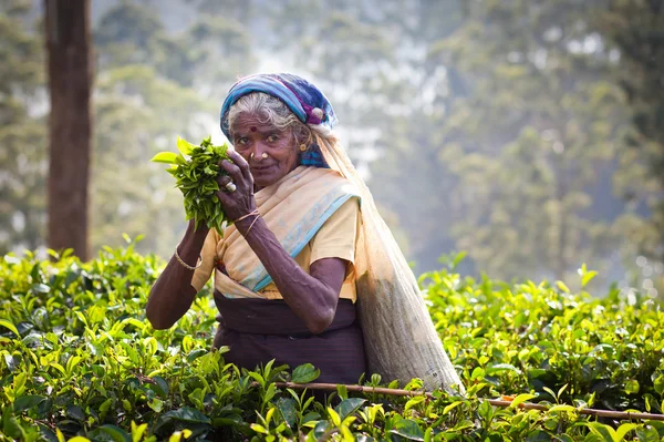 MASKELIYA, SRI LANKA - 4 GENNAIO: raccoglitrice di tè femminile nella piantagione di tè a Maskeliya, 4 gennaio 2015. Direttamente e indirettamente, oltre un milione di srilankesi sono impiegati nell'industria del tè . — Foto Stock