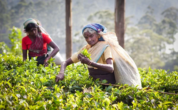 MASKELIYA, SRI LANKA - ENERO 4: Recolectora de té en plantación de té en Maskeliya, 4 de enero de 2015. Directa e indirectamente, más de un millón de habitantes de Sri Lanka trabajan en la industria del té . — Foto de Stock
