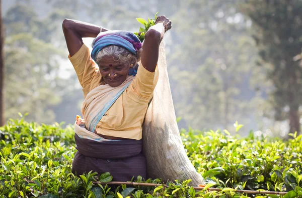 Maskeliya, Sri Lanka - 4 stycznia: herbata kobiece próbnika w plantacji herbaty w Maskeliya, zm. 4 stycznia 2015. Bezpośrednio i pośrednio ponad milion Sri Lanki zatrudnionych w branży herbaty. — Zdjęcie stockowe