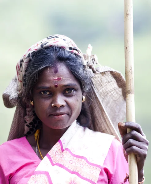 MASKELIYA, SRI LANKA - ENERO 4: Recolectora de té en plantación de té en Maskeliya, 4 de enero de 2015. Directa e indirectamente, más de un millón de habitantes de Sri Lanka trabajan en la industria del té . — Foto de Stock