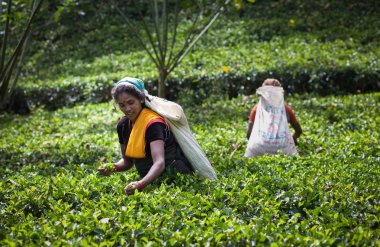 Maskeliya, Sri Lanka - 5 Ocak: kadın çay seçici çay planı '