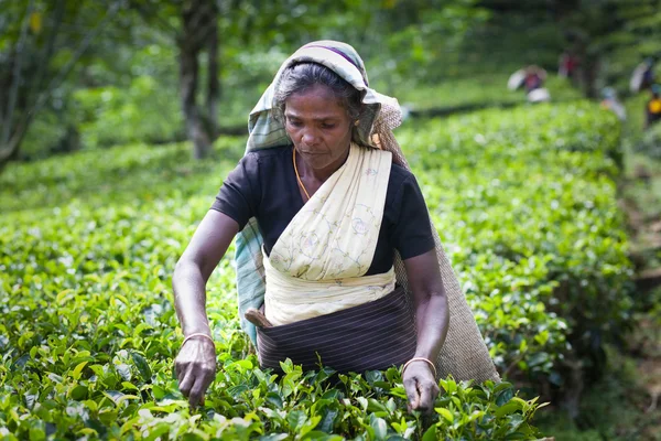 MASKELIYA, SRI LANKA - ENERO 5: Recolectora de té femenina en plan de té —  Fotos de Stock