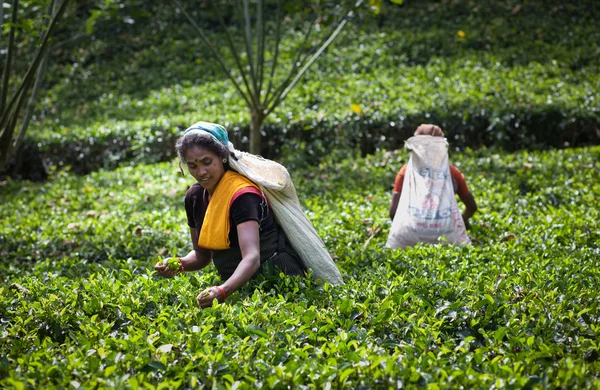Maskeliya, Sri Lanka - január 5: női tea picker tea terv — Stock Fotó