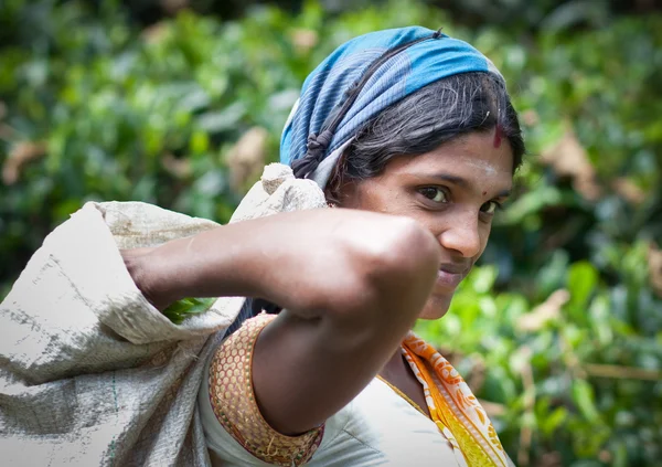 MASKELIYA, SRI LANKA - 5 GENNAIO: raccoglitore di tè femminile nel piano di tè — Foto Stock
