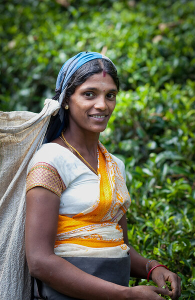 MASKELIYA, SRI LANKA - JANUARY 5 : Female tea picker in tea plan