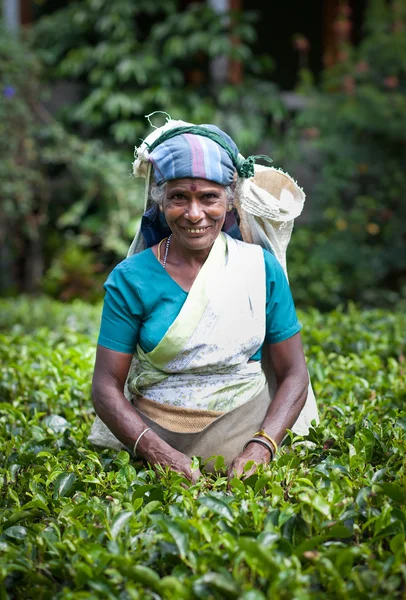 MASKELIYA, SRI LANKA - ENERO 5: Recolectora de té femenina en plan de té — Foto de Stock