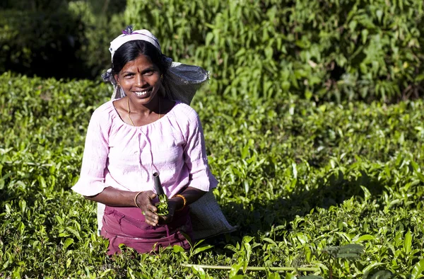 MASKELIYA, SRI LANKA - ENERO 5: Recolectora de té femenina en plan de té — Foto de Stock