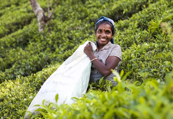 MASKELIYA, SRI LANKA - 5 GENNAIO: raccoglitore di tè femminile nel piano di tè — Foto Stock