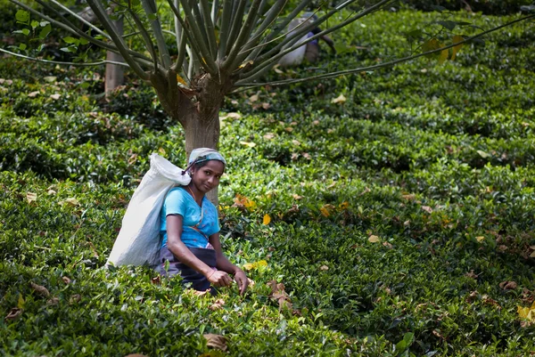 MASKELIYA, SRI LANKA - JANUARY 5 : Female tea picker in tea plan — Stock Photo, Image