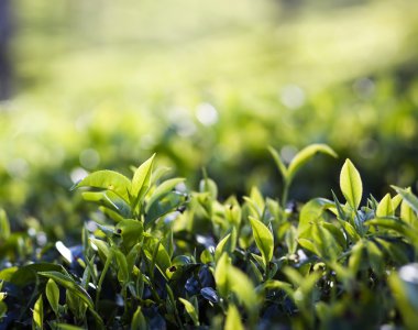 çay plantasyon