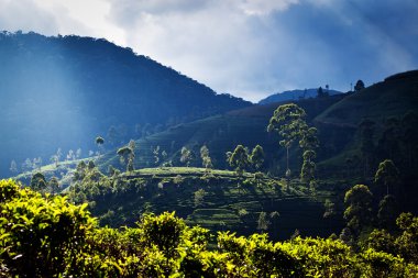 Sri Lanka 'daki çay çiftliği manzarası