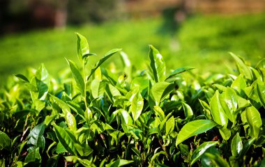 çay plantasyon