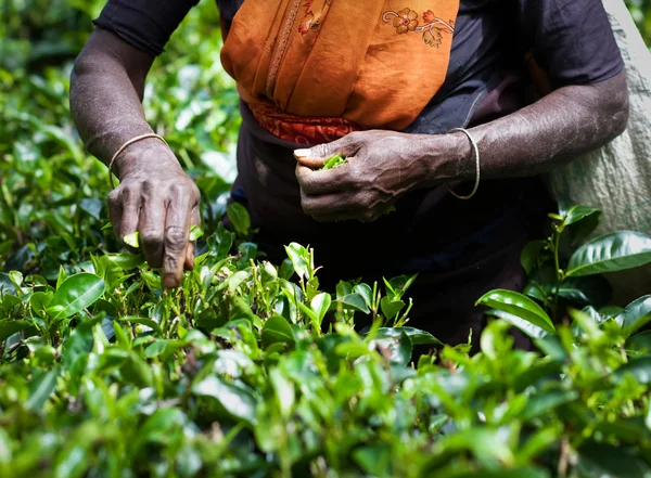 Tea picker női kéz — Stock Fotó