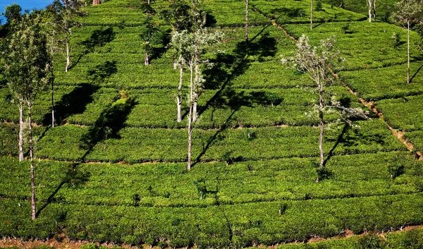 श्रीलंकेतील चहा लागवड लँडस्केप — स्टॉक फोटो, इमेज