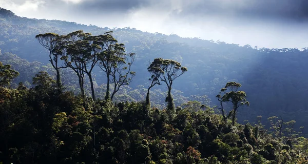 Peisaj plantație de ceai în Sri Lanka — Fotografie, imagine de stoc