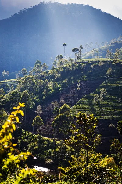 Paisaje de plantaciones de té en Sri Lanka —  Fotos de Stock