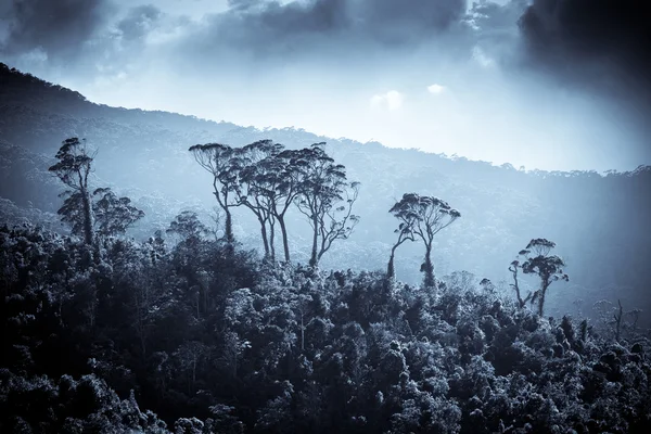 Paesaggio piantagione di tè in Sri Lanka — Foto Stock