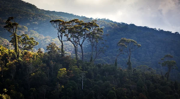 Perkebunan teh — Stok Foto