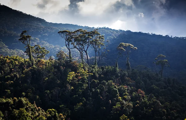 Tea plantation — Stock Photo, Image