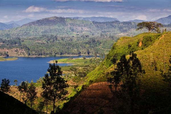 Paisaje de plantaciones de té en Sri Lanka —  Fotos de Stock