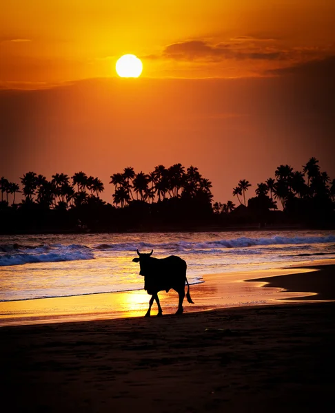 Sri Lanka tropik sahilde günbatımı inek