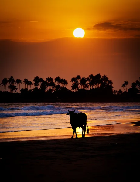 Vaca ao pôr do sol na praia tropical no Sri Lanka — Fotografia de Stock