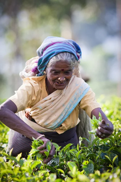 MASKELIYA, SRI LANKA - JANUARY 4 : Female tea picker in tea plan — Stock Photo, Image