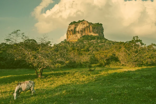 Fortaleza de roca de León Sigiriya en Sri Lanka —  Fotos de Stock
