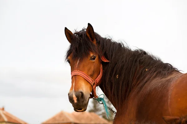 Paard — Stockfoto