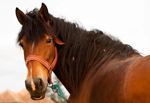 Paard portret — Stockfoto