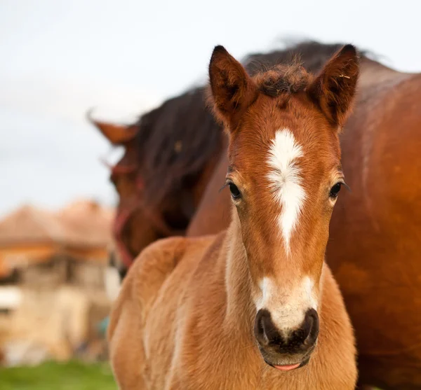 Merrie en haar veulen — Stockfoto