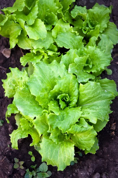 Fersk salat i hagen – stockfoto