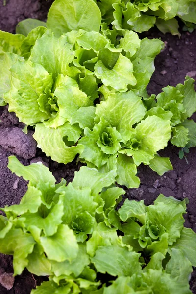 Frischer Salat im Garten — Stockfoto