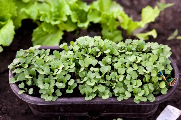 Home tuinieren - jonge rucola (rucola) in de bloempot — Stockfoto