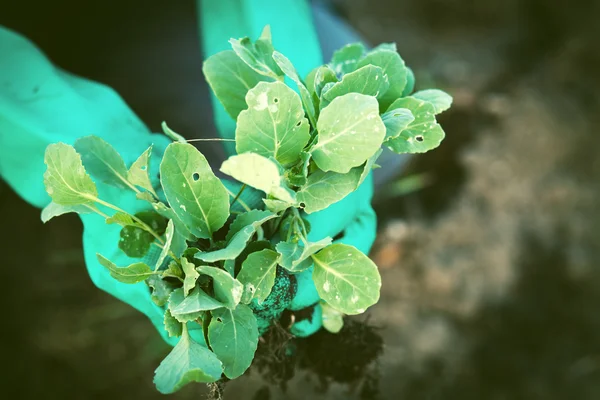 Planting cabbage seedling in the vegetable garden — Stock Photo, Image