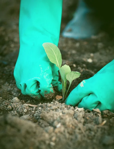 在菜园里种植白菜苗 — 图库照片