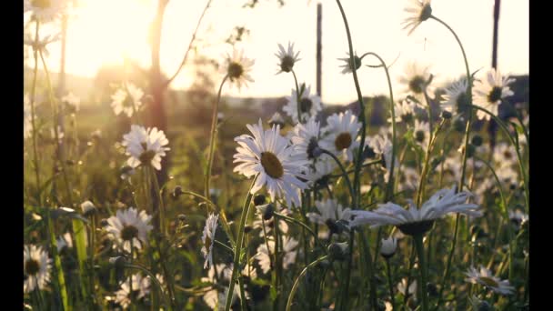 Champ des marguerites au coucher du soleil — Video