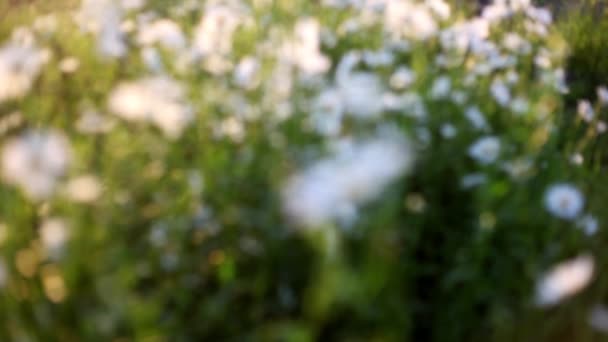 Champ des marguerites au coucher du soleil