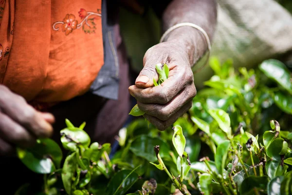 Tea picker női kéz — Stock Fotó