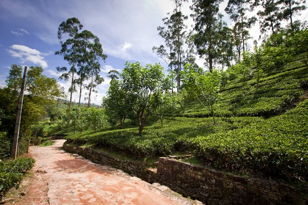 Plantation de thé paysage au Sri Lanka — Photo